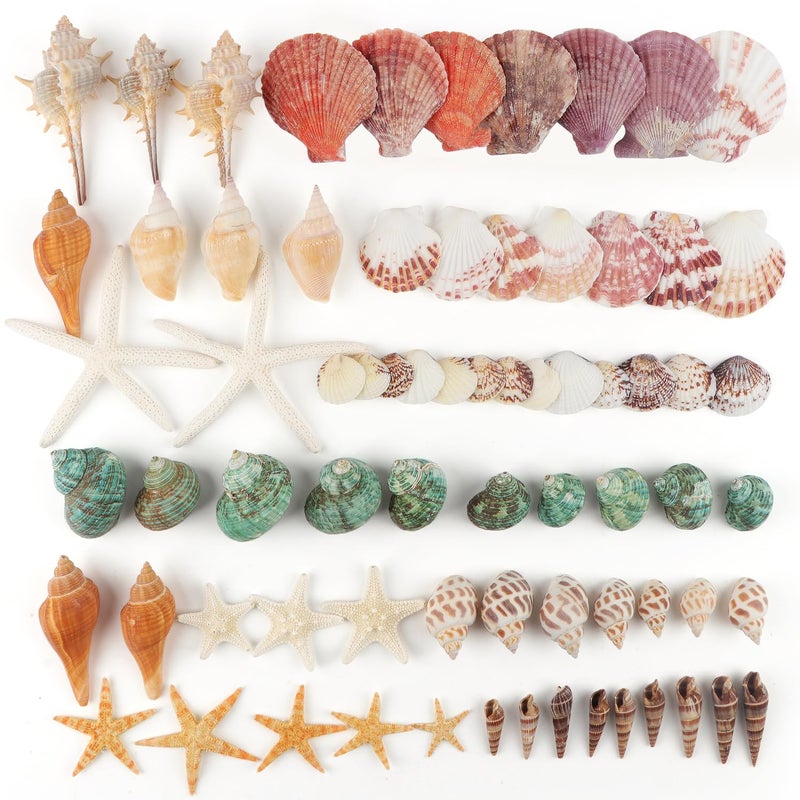 Jangostor Sea Shells Mixed Ocean Seashells  1.2""-3.5"" Various Sizes Beach Seashells and Natural Starfish for Vase Fillers Fish Tank Beach Themed Party Home Wedding Decorations DIY Crafts - Image 3
